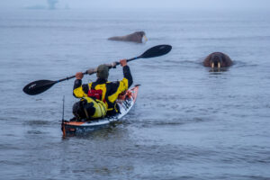 Walruses with kayaker at Svalbard