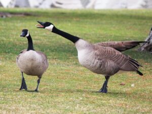 Canada Geese in Deep Cove